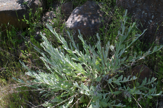 California Aster (Lessingia filaginifolia)