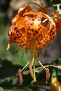 Humboldt Lily (Lilium humboldtii)
