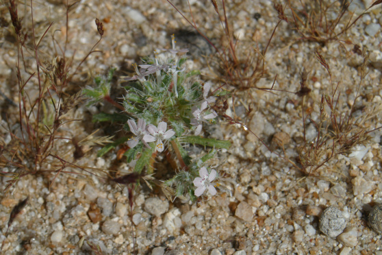 Desert Calico (Loeseliastrum matthewsii)