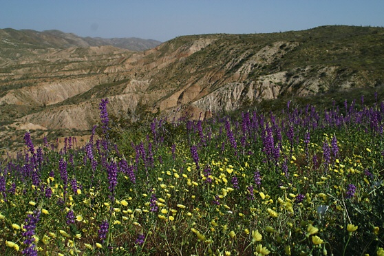 Arizona Lupine (Lupinus arizonicus)