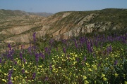 Arizona Lupine (Lupinus arizonicus)