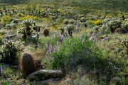 Arizona Lupine (Lupinus arizonicus)