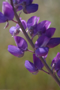 Hall's Bush Lupine (Lupinus excubitus)