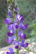 Stinging Lupine (Lupinus hirsutissimus)