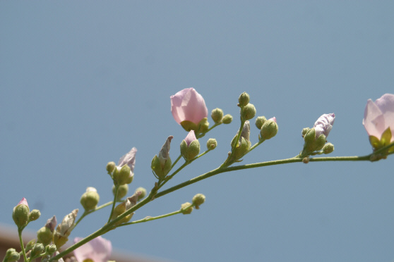 Chaparral Mallow (Malacothamnus fasciculatus)