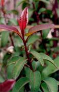 Laurel Sumac (Malosma laurina)