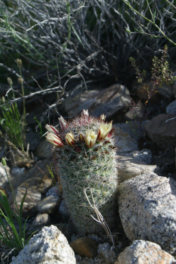 Fishhook Cactus (Mammillaria dioica)