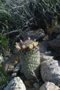Fishhook Cactus (Mammillaria dioica)