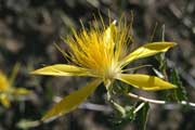 Blazing Star (Mentzelia laevicaulis)