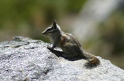 Merriam Chipmunk (Eutamias merriami)