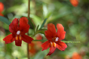 Sticky Monkeyflower (Mimulus aurantiacus)