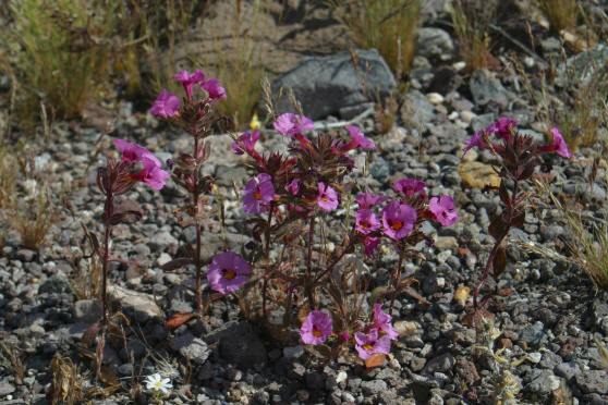 Desert Monkeyflower (Mimulus bigelovii)