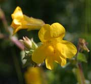 Creek Monkeyflower (Mimulus guttatus)