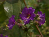 Wishbone Bush (Mirabilis californica)