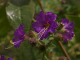 Wishbone Bush (Mirabilis californica)