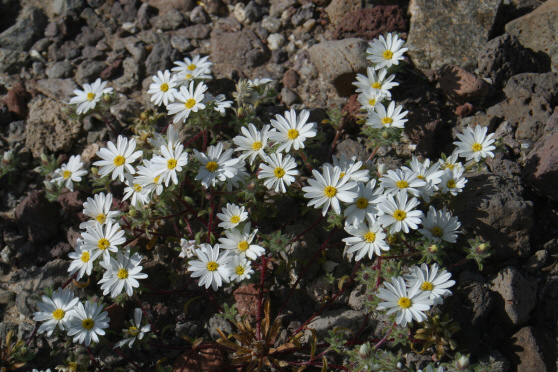 Desert Star (Monoptilon bellioides)