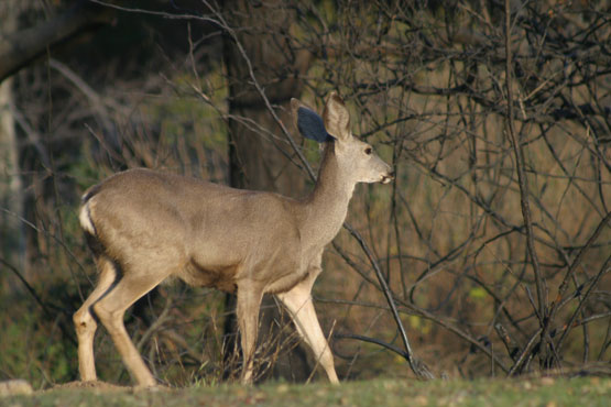 Mule Deer (Odocoileus hemionus)