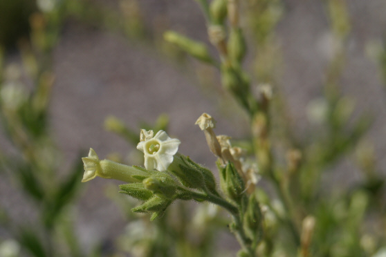 Desert Tobacco (Nicotiana obtusifolia)