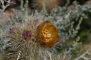 Buckhorn Cholla (Cylindropuntia acanthocarpa)