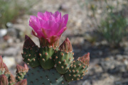 Beavertail Cactus (Opuntia basilaris)