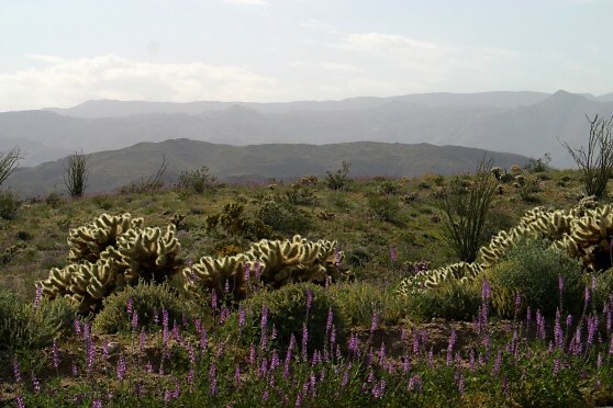 Teddy-bear Cholla (Cylindropuntia bigelovii)