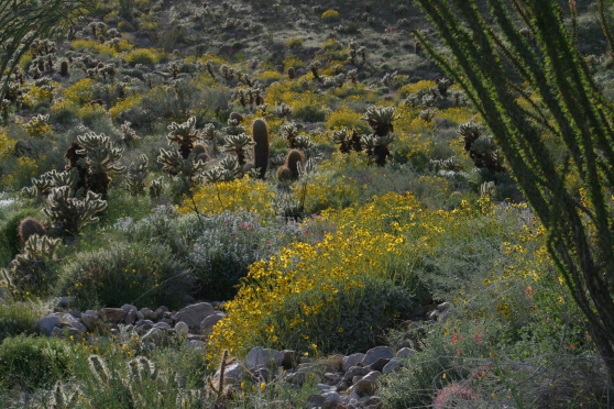Teddy-bear Cholla (Cylindropuntia bigelovii)