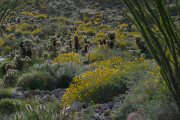 Teddy-bear Cholla (Cylindropuntia bigelovii)