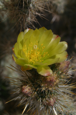 Silver Cholla (Cylindropuntia echinocarpa)