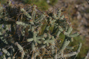 Pencil Cholla (Cylindropuntia ramosissima)