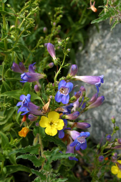 Showy Penstemon (Penstemon_spectabilis) and California Sun Cup (Camissonia bistorta)