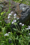 Caterpillar Phacelia (Phacelia cicutaria)