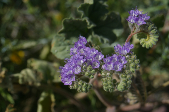 Desert Phacelia (Phacelia crenulata)