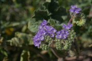 Desert Phacelia (Phacelia crenulata)