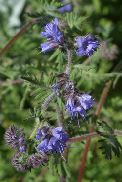 Common Phacelia (Phacelia distans)