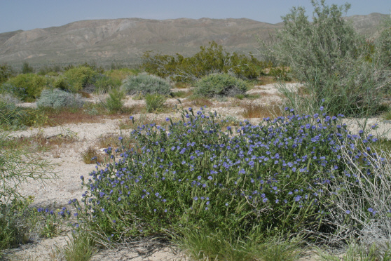 Common Phacelia (Phacelia distans)