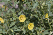 Thick-leafed Groundcherry (Physalis crassifolia)