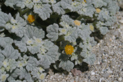 Desert Velvet (Psathyrotes ramosissima)