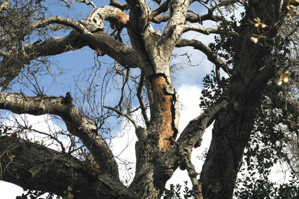 Coast Live Oak (Quercus agrifolia)