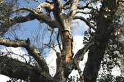 Fire damaged Coast Live Oak (Quercus agrifolia)