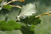Leather Oak (Quercus durata)