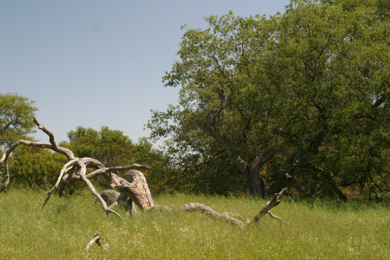 Engelmann Oak (Quercus engelmannii)