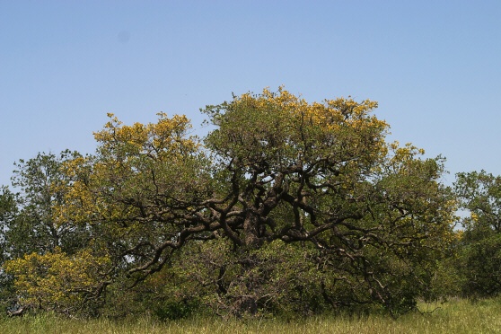 Engelmann Oak (Quercus engelmannii)