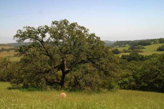 Engelmann Oak (Quercus engelmannii)