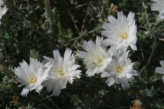 Desert Chicory (Rafinesquia neomexicana)