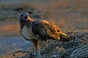 Red Tailed Hawk (Buteo jamaicensis)