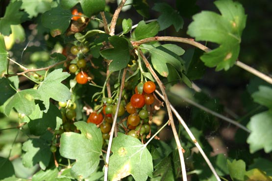 Click photo for the garden gallery Golden Currant (Ribes aureum)