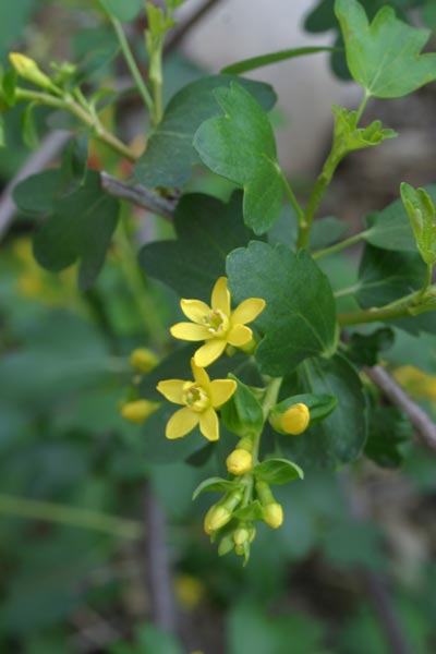 Golden Currant (Ribes aureum)