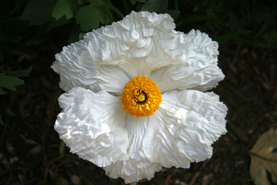 Click photo for the garden gallery Matilija Poppy (Romneya coulteri)