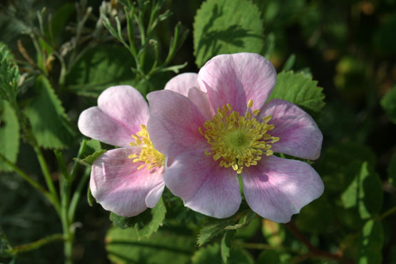 Click photo for the garden gallery California Wild Rose (Rosa californica)