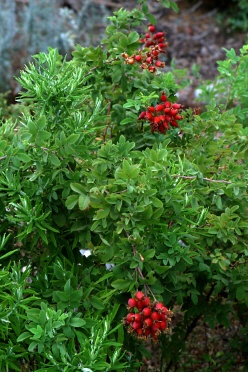 Click photo for the garden gallery California Wild Rose (Rosa californica)